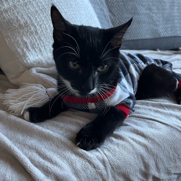 pet PJs - Picture 2 of 3